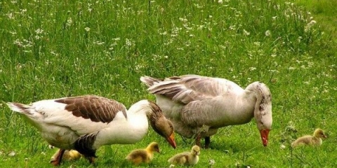 Kako hraniti guske od prvih dana kod kuće